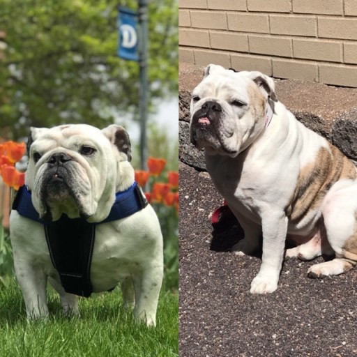 Children's Book Series Celebrity Tater Tot Teams Up With Drake University Live Mascot for Special Mission