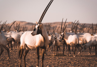 Qatar Tourism / Azzam Al Mannai