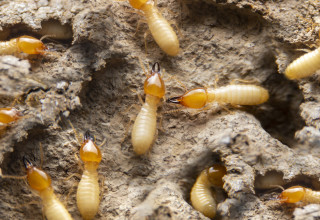 Termites