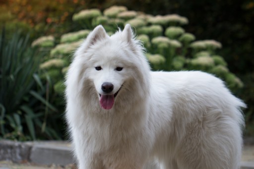 Teresa Heaver, Dedicated to Breeding and Educating Customers