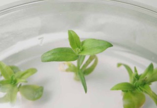 In-Vitro Transgenic Camelina