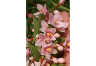 Marley's Pink Parasol Japanese Snowbell