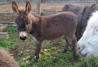 Miniature donkey at Tollen Farm in Oregon's Mt. Hood Territory