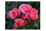 Spice It Up Floribunda Rose