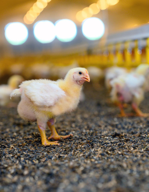 Enviro Tech Launches PD2 Litter Treatment for Performance Supportive Poultry Litter