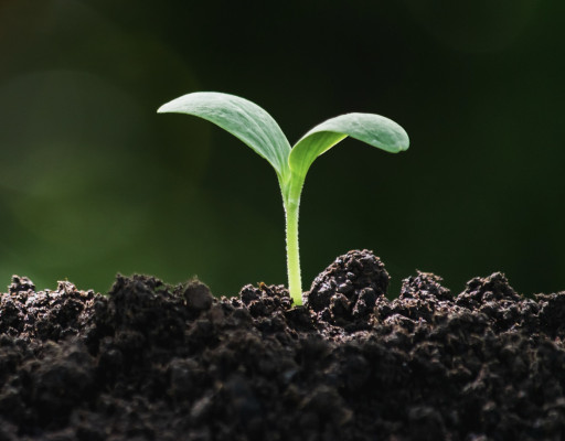 Global Non-Profit Launches to Advance Eco-Friendly Deathcare