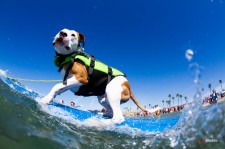 Surf City Surf Dog
