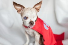 Harley, American Hero Dog