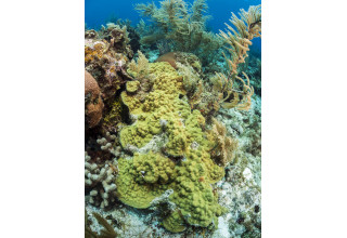 Mustard Hill Coral