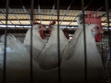 Nueva Investigación De La Organización Internacional Igualdad Animal Muestra en México Por Primera Vez Imágenes De La Cruel Industria Del Huevo