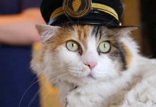 Nitama - the train station master cat