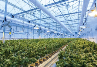Kaya Holdings, Monday, February 1, 2021, Press release picture