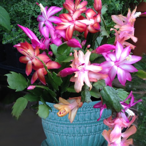 Last-Minute Gifts for Home and Garden