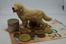 Owning a Pet is Possible with Student Loans