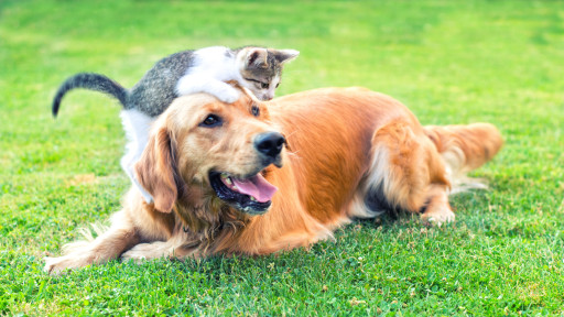 Tenth Study Demonstrates Good Health in Vegan Dogs