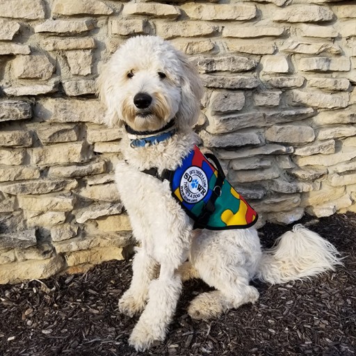 Autism service dog store training