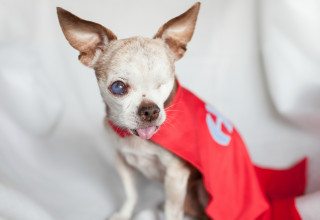 Harley, the Little Dog with a Big Dream