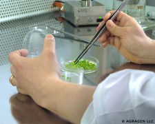 Camelina with Callus Formations