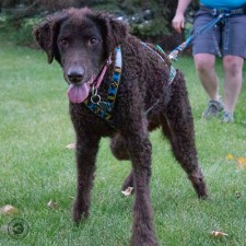 Urban Dog Sledding - Canicross