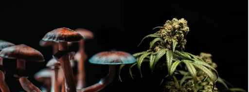 CBD Life Sciences, Inc. (CBDL) Announces Strategic MOU With U.S. Armed Forces for Groundbreaking Mushroom Supplement