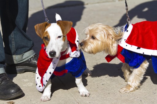 Sean Casey Animal Rescue to Host Their Biggest Pet Adoption Event of the Year at Annual Howl-O-Ween Block Party