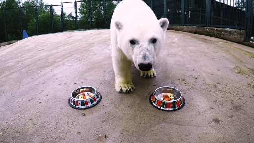 Nika the Football-Mad Polar Bear Predicts 2017 FIFA Confederations Cup Results