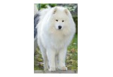 Teresa Heaver, Kabeara Samoyeds, Kabeara Kennels, Teresa Heaver Lockport, Illinois