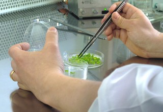 Camelina with Callus Formations