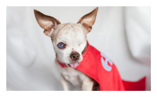 Landmark Pet Store Consumer Protection Bill Passes Colorado House Committee