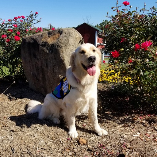 Custom Trained Autism Service Dog to Help 16-Year-Old in Pittsford, New York