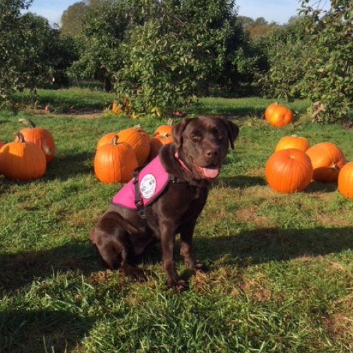Diabetic Alert Dog Delivered to 11-Year-Old Girl in Groton, Connecticut