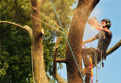 Tree Service in Atlanta: Trees Plus LTD Delivers Expert Solutions for Safe and Healthy Trees