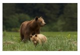 Grizzly Sow and Cub