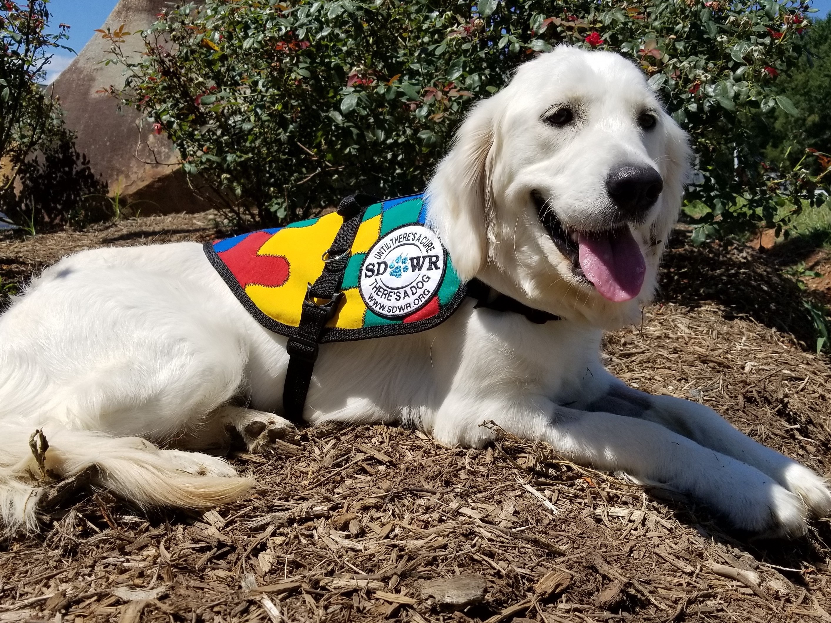 Service Dogs by Warren Retrievers Delivers Autism Service