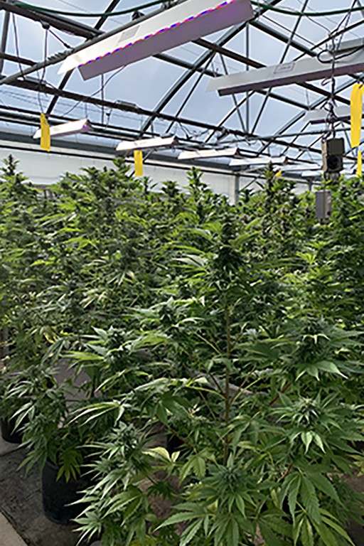 Violet Gro Gets a Jump Start in the Grand Valley