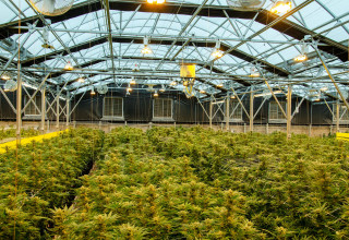 CBD Life Sciences Inc., Thursday, March 4, 2021, Press release picture