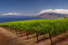 MauiWine Vineyard