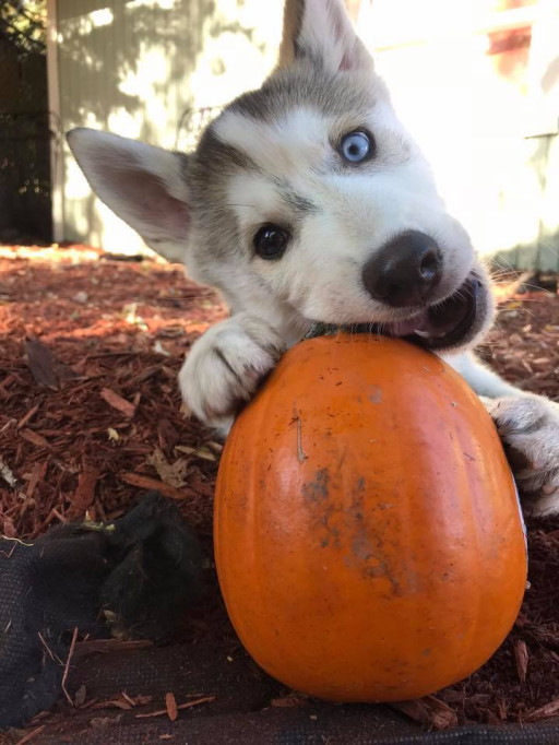 2026 To Be Growth Year in USA Dog Care