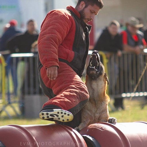 Local Dog Trainer Receives Rare International Decoy Certification
