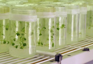 Source Camelina in Containers