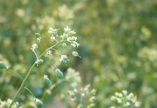 Camelina Plants in Bloom