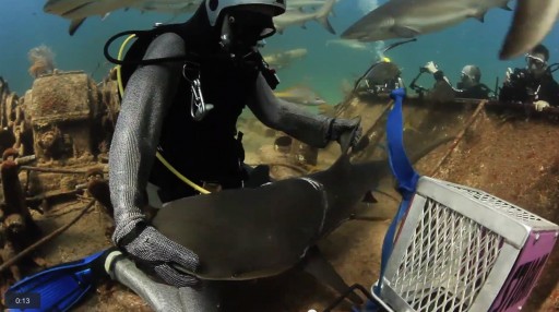 Shark Asks Divers For Help In the Bahamas
