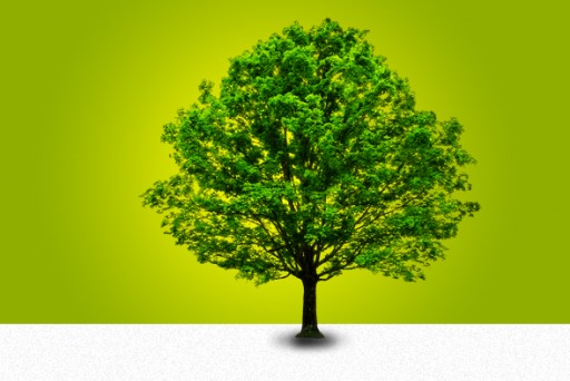 Cabinet Company Plants Trees With Each Cabinet Purchase