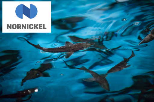 Nornickel Restocks Yenisei River With 200,000 Sturgeon as Part of Biodiversity Initiatives