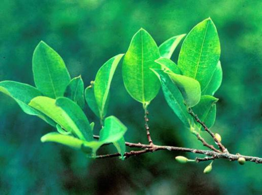 Magdalena Biosciences, a Joint Venture Between Jaguar Health and Filament Health, Initiates Preclinical Study of Coca for Appetite Suppression