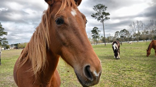 Christina Inserillo Explains How Equine Diets Affect the Immune System in Horses
