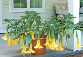 Brugmansia 'Angel's Summer Dream'