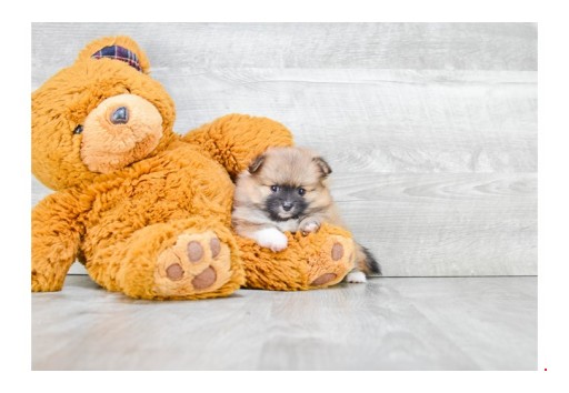 PremierPups.com Shares Amazing Puppy Pickup Videos