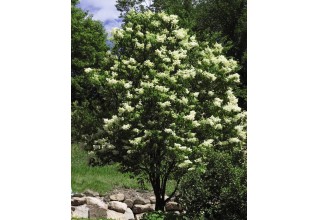 Ivory Silk Lilac Tree