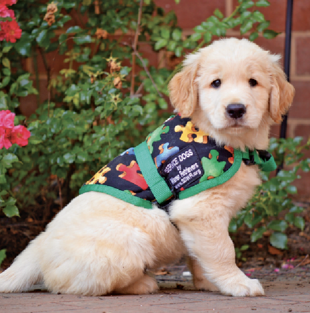 service puppy raiser service raisers needed in dc va md and nc pressrelease service puppy raiser service raisers needed in dc va md and nc pressrelease